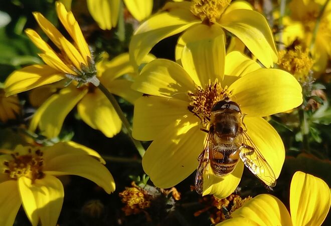 Schwebfliege auf "Goldmarie"