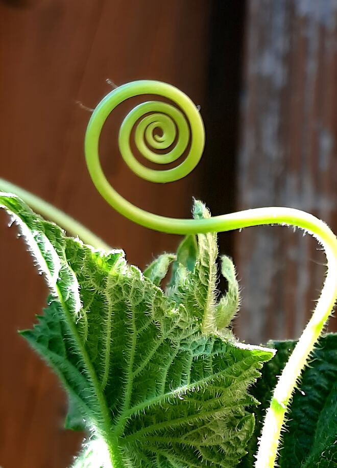 Kunst im Garten