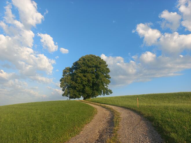 Die Gschirnlinde.....