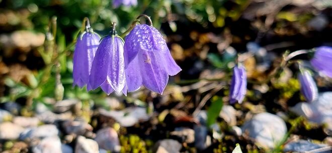 Zwerg-Glockenblume