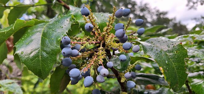 Gewöhnliche Mahonie