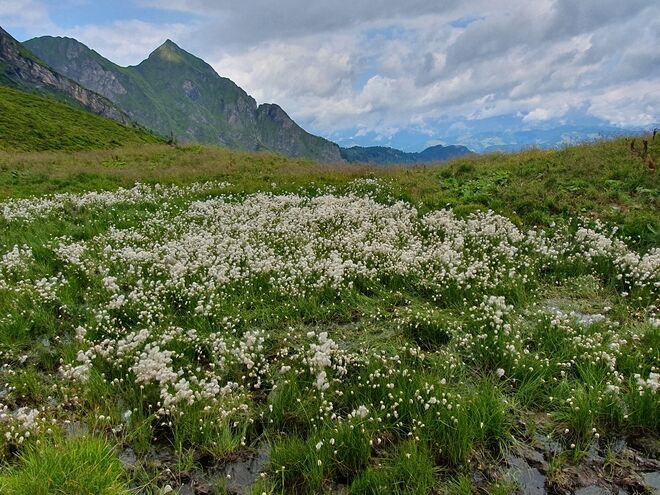 Wollgras auf feuchter Wiese