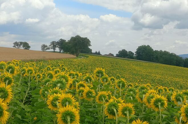 Sommerfelder