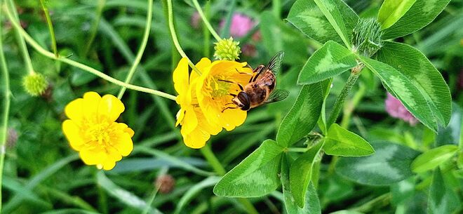 Fleißiges Bienchen sammelt Pollen in der Regenpause