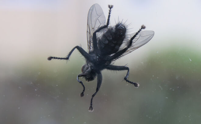 Fliege