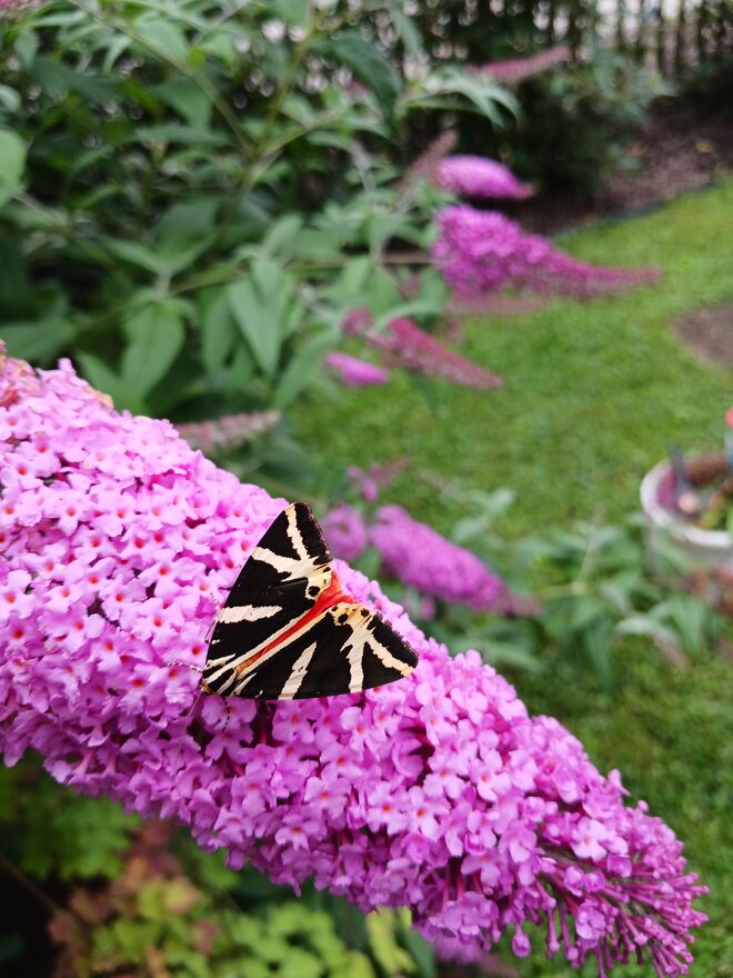 Schmetterling