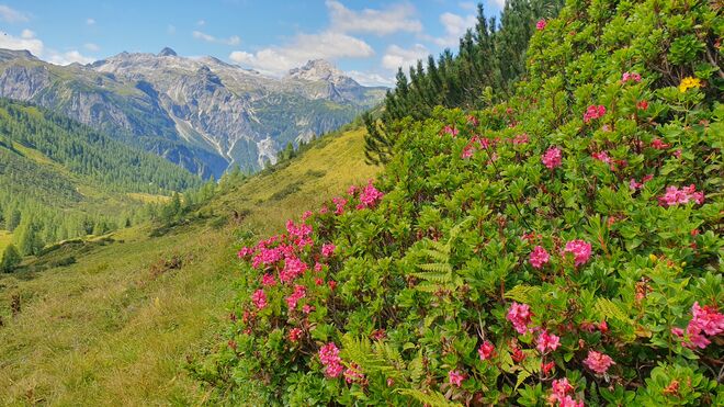 Blütenpracht in den Niederen Tauern
