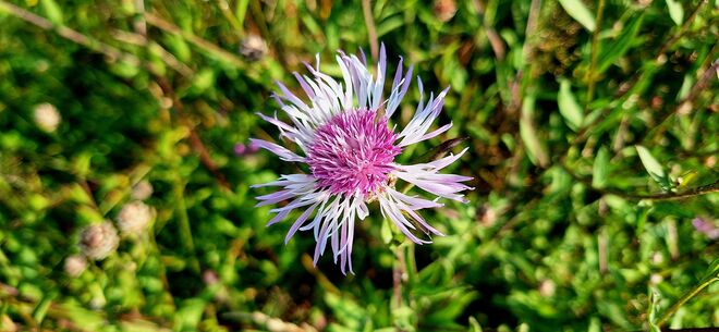 Flockenblume