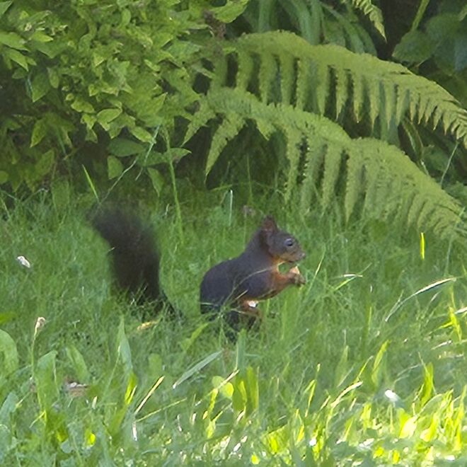 Mein putziger" Nussbaumzüchter"-