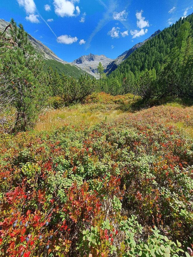 Herbst im Kühkar