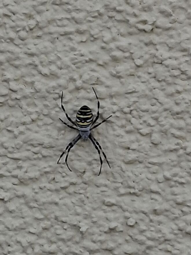 Spinne an der Hauswand