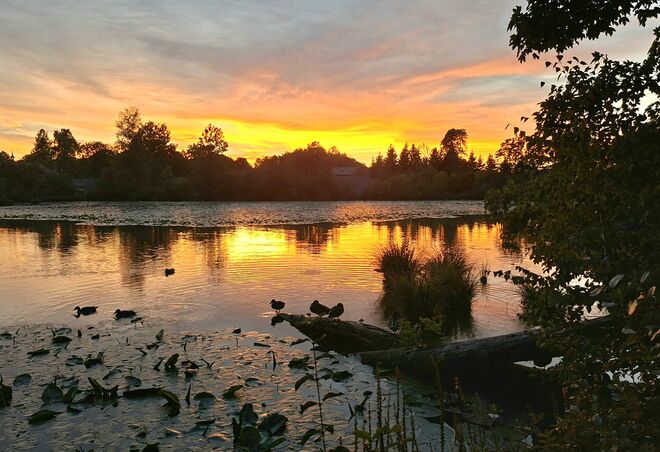 Abendstimmung am Teich