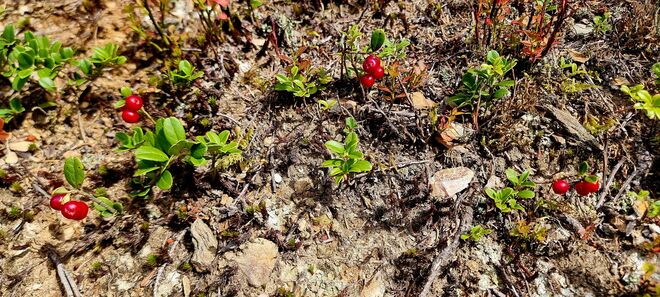 Herrliche Preiselbeeren