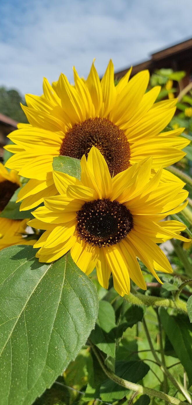 Da geht die Sonne" auf