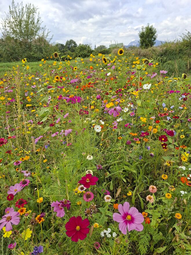 Bienenparadies