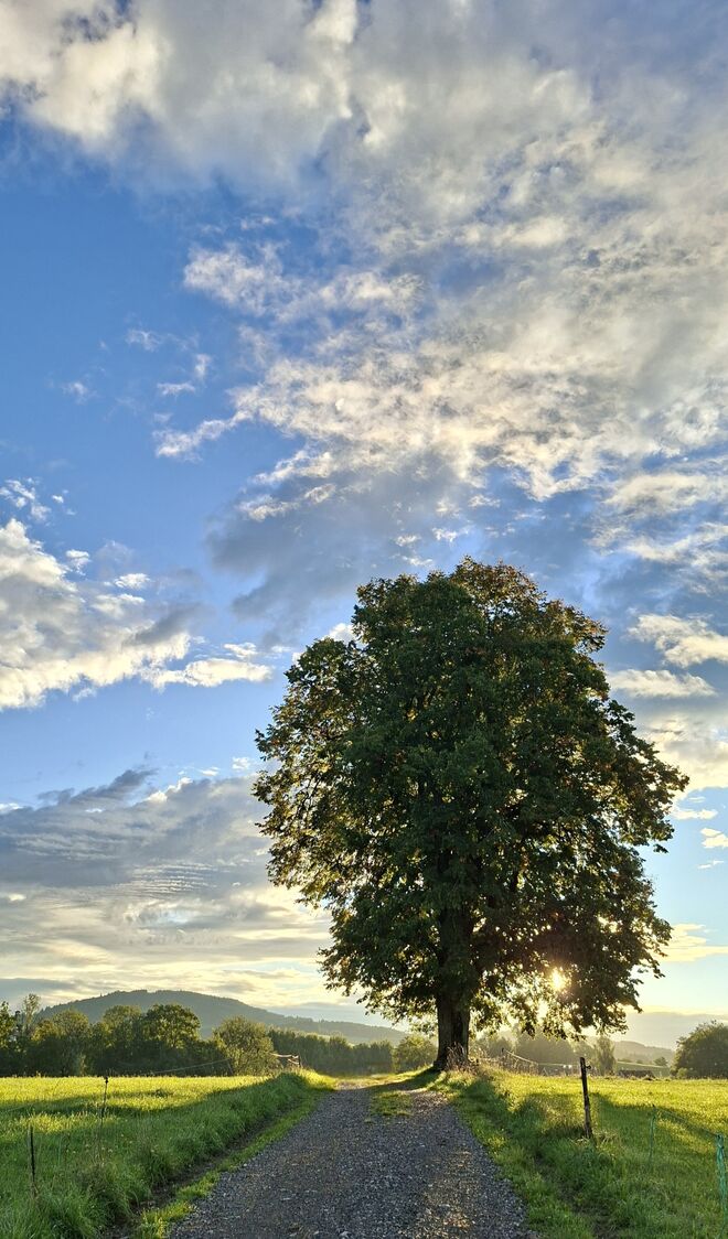 Herbstmorgen