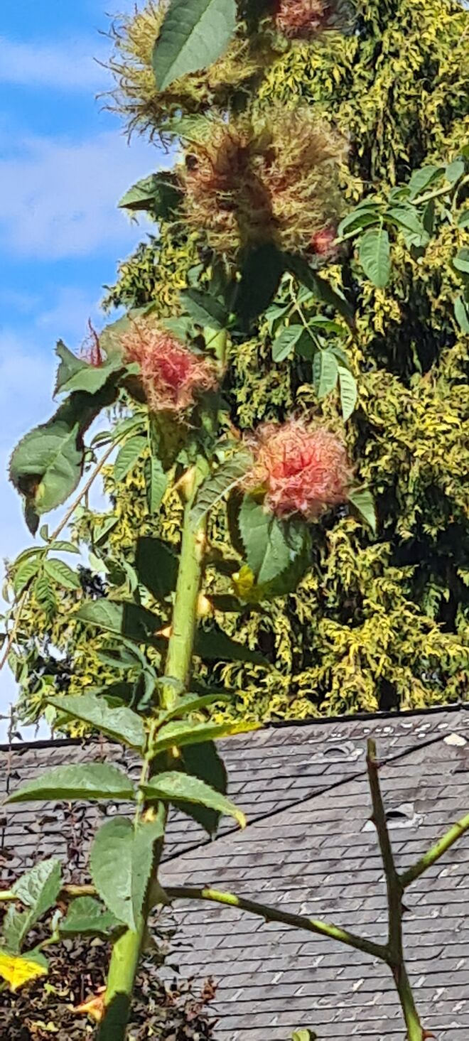 Im herbstlichen Garten