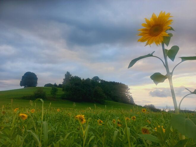 Hoch hinaus.....