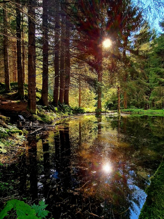 kleiner Teich in Bad Fusch