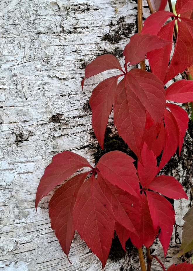 Herbst in Rot