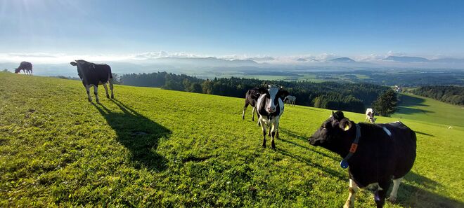 Hochweide mit Aussicht
