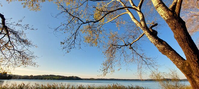 Herbstliche Bäume in der Abendsonne