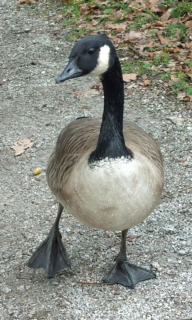 Ein GANS schönes Bröckerl !