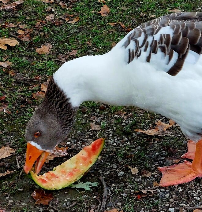 Farblich abgestimmtes Leckerli ...
