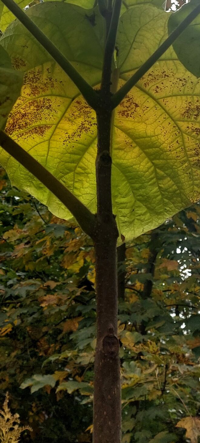 Herbstschirm