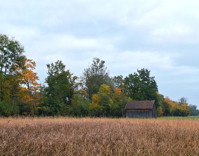 Herbst im Wenger Moor