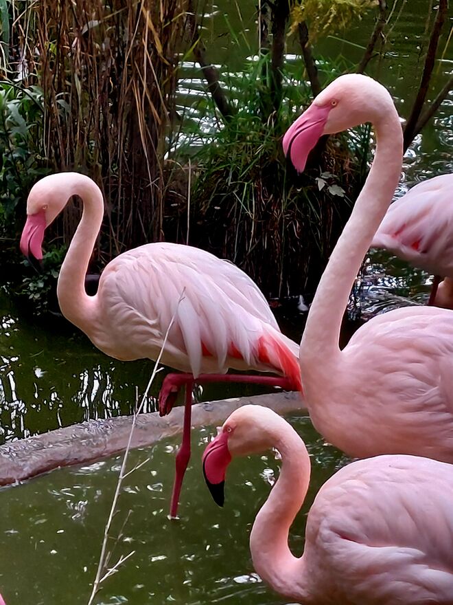 Die Pinken sind im Anmarsch