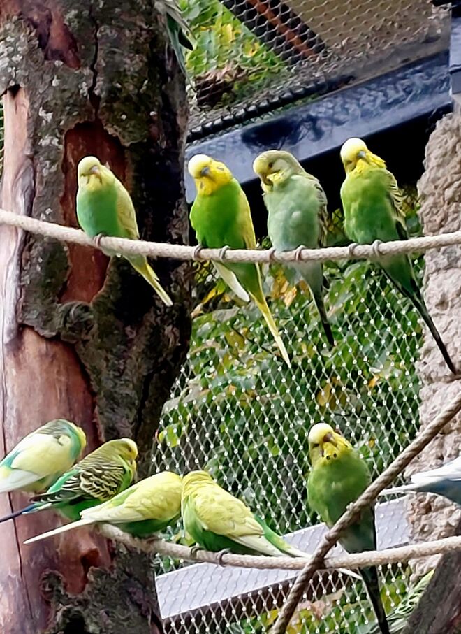 Farben im Zoo - Treffen der Grünen