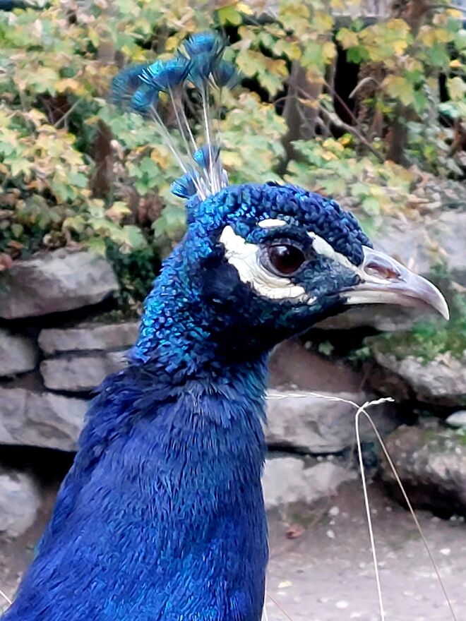 Der Blaue ist auch schon da!