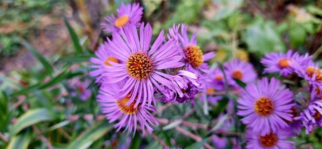 Aster