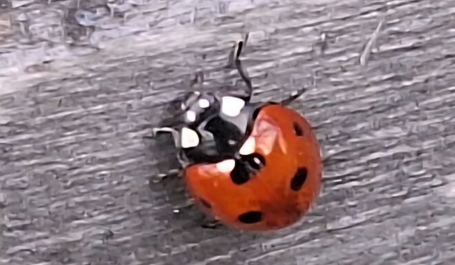 Coccinella