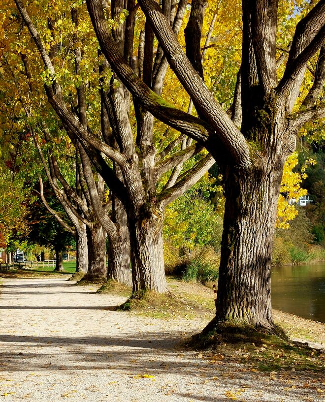 Promenade am See