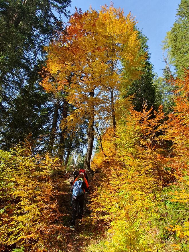 Goldener Oktoberwald