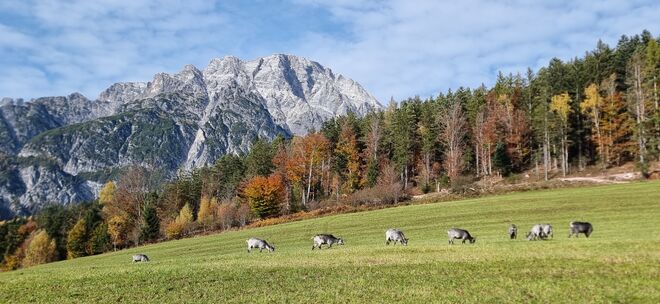 In Reih und Glied"