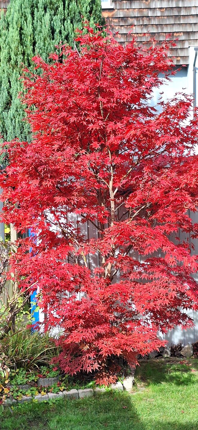 Ahorn im Herbst