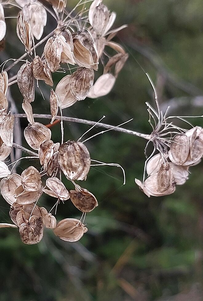 Fast wie Silbertaler ....