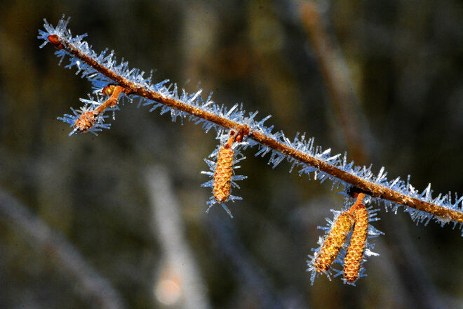 "Froststacheln" !