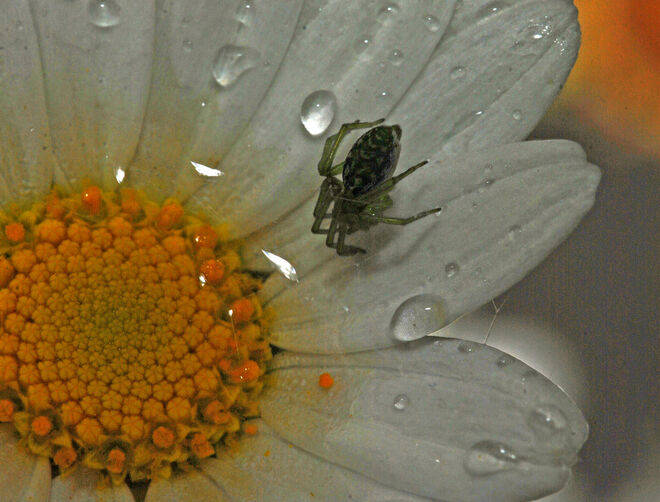 Regenwetter