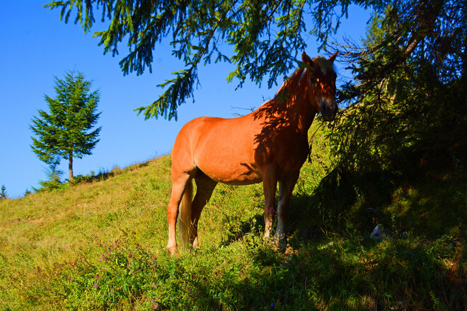 Sonnen mit "Hirn"!