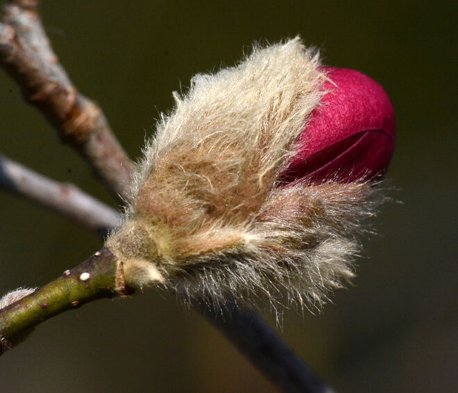 Magnolie
