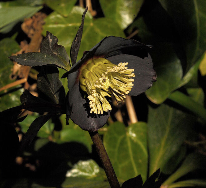 Schwarze "Schneerose"