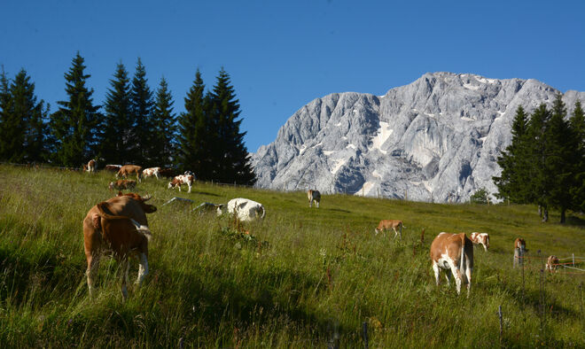 am Roßfeld