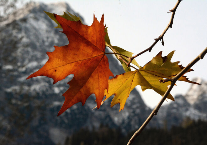 Bunter Herbst