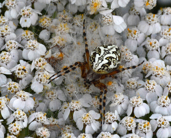 Spinne...