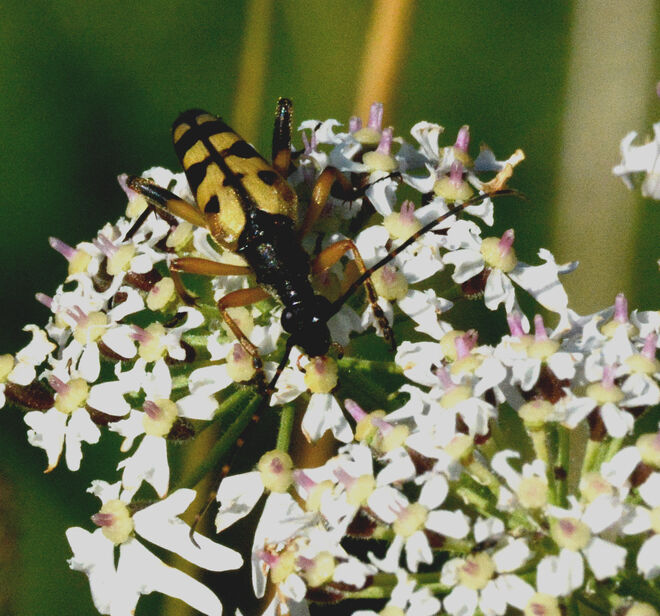 Gefleckter Schmalbock