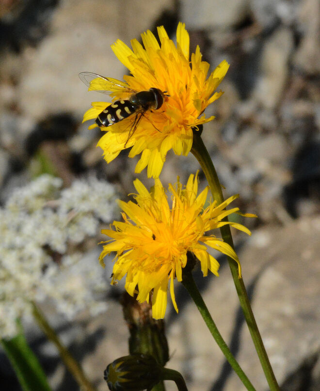Schwebfliege